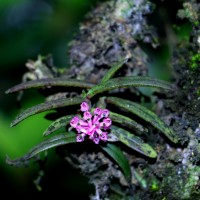 Robiquetia rosea (Lindl.) Garay